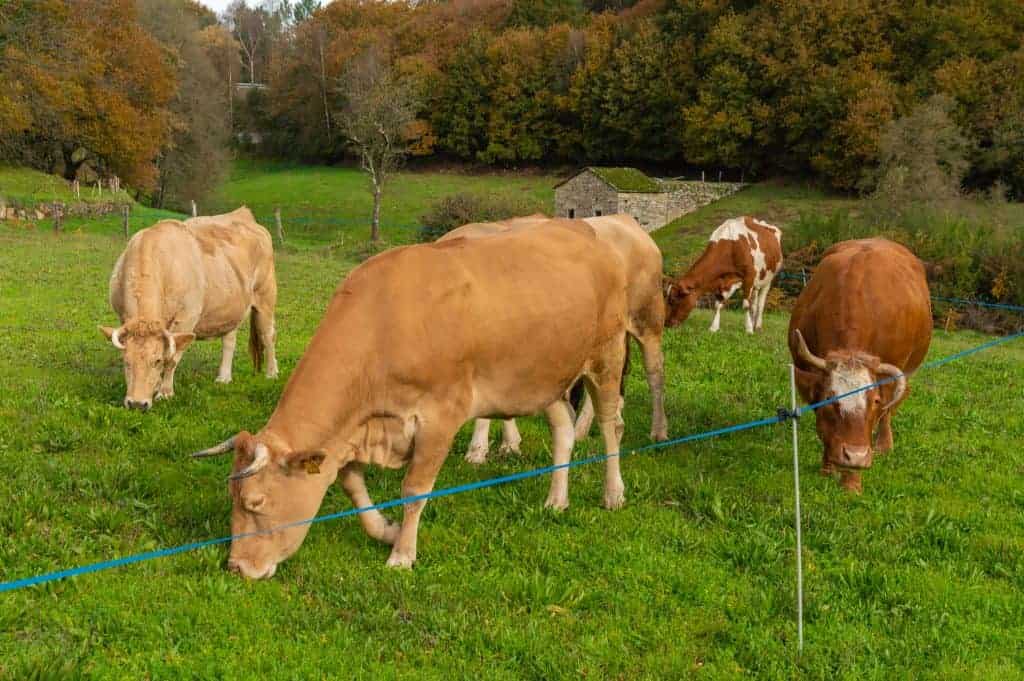 spécimen de vache blonde galicienne de la viande premium aurocha.