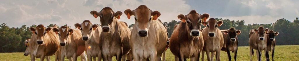 raza jersey, descubre la excelencia 2 vacas jersey pastando en un campo