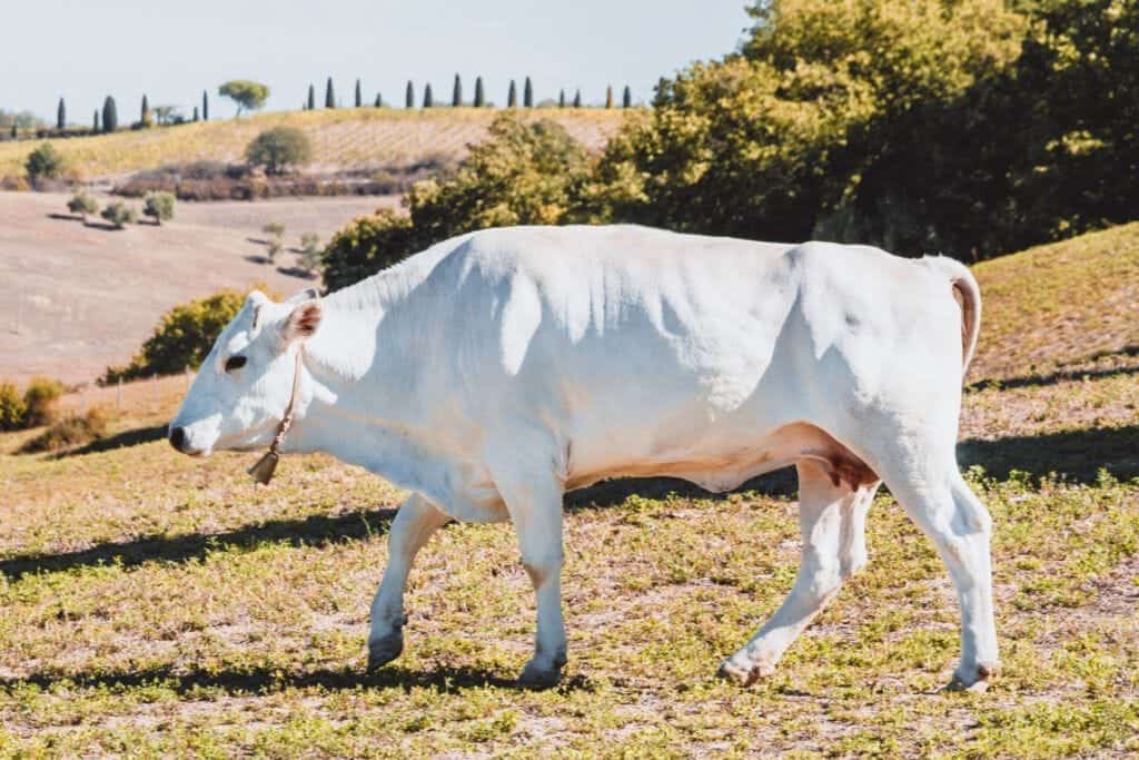 Vache de race Chianina d'Aurochs, nourrie naturellement à l'herbe.