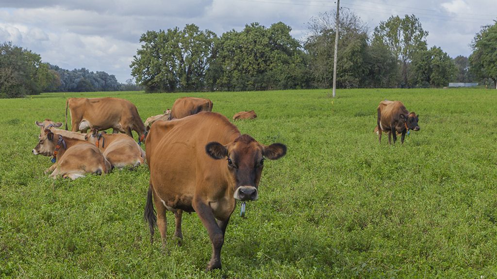 raza jersey, descubre la excelencia 1 vacas lecheras raza new jersey tumbadas en un prado verde.