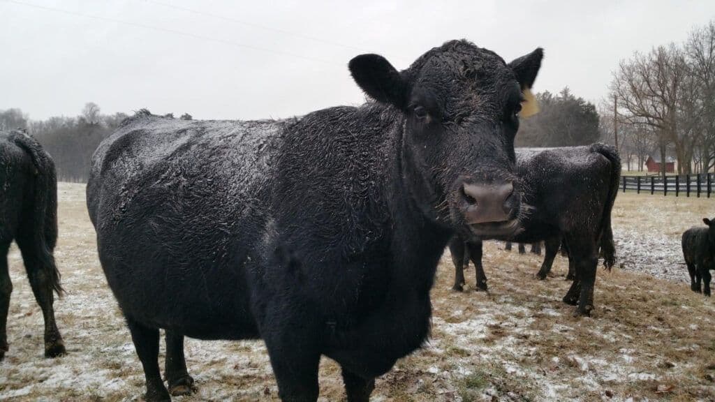 wagyu : l'or noir du bœuf japonais