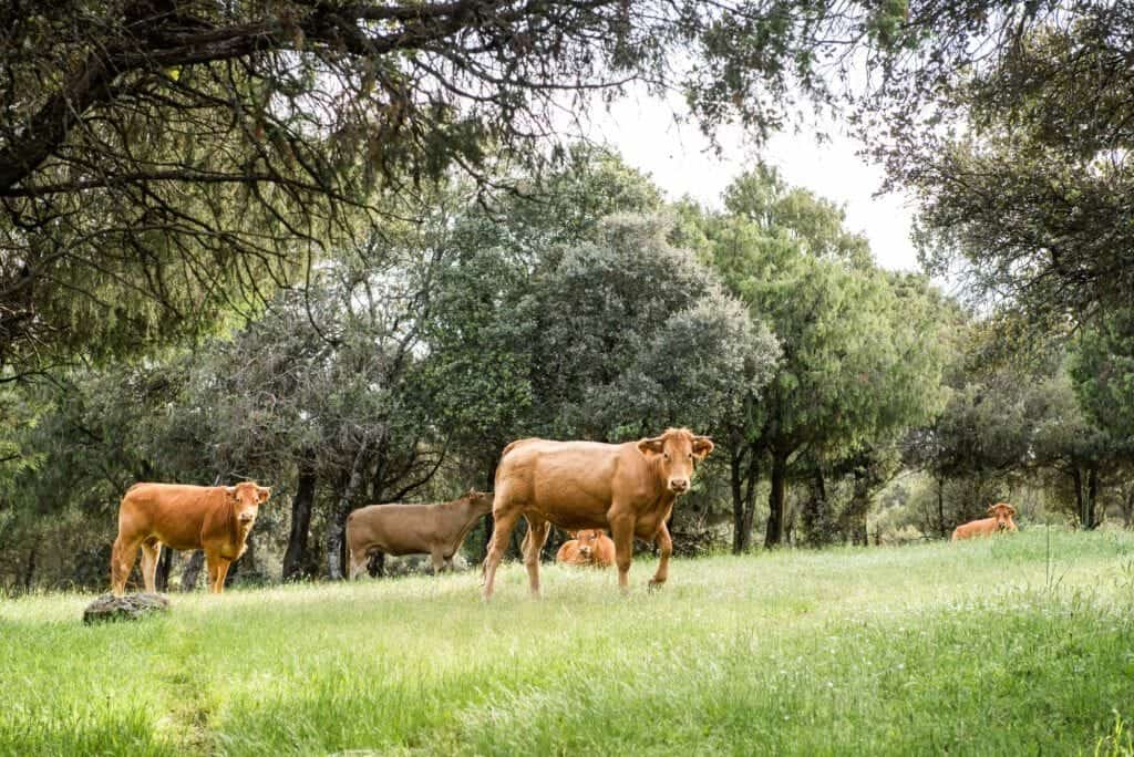 Impact environnemental et durabilité : les avantages de la viande haut de gamme durable 2 vaches paissant en Galice, viande de qualité supérieure maturée Aurocha