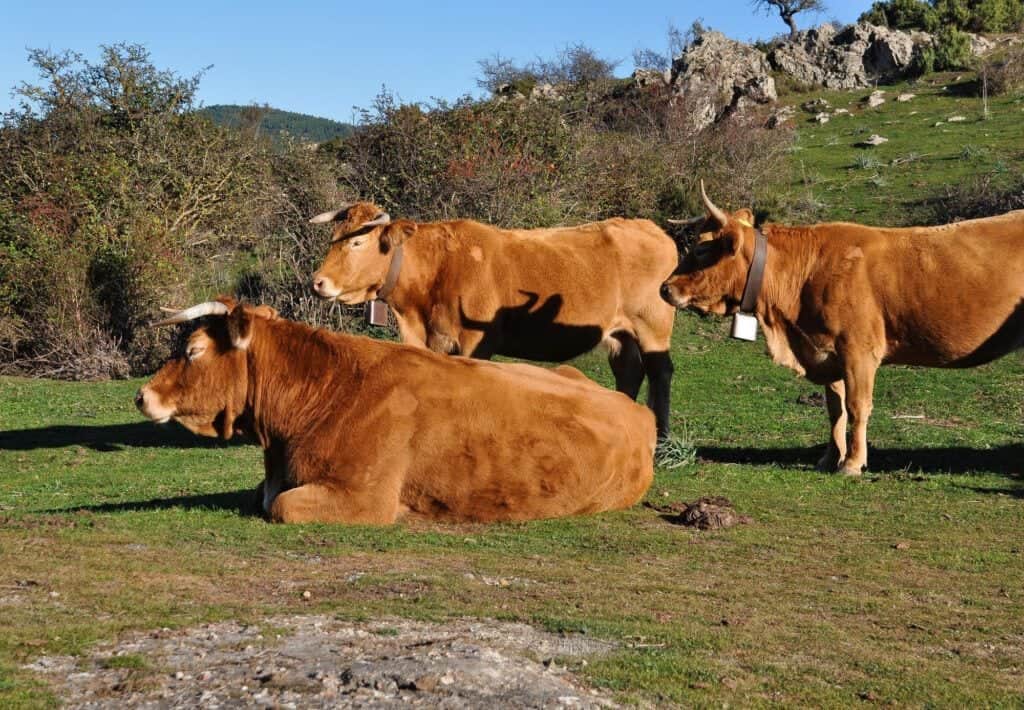 Impact environnemental et durabilité : les avantages de la viande haut de gamme durable 1 vaches paissant en Galice, viande de qualité supérieure maturée Aurocha