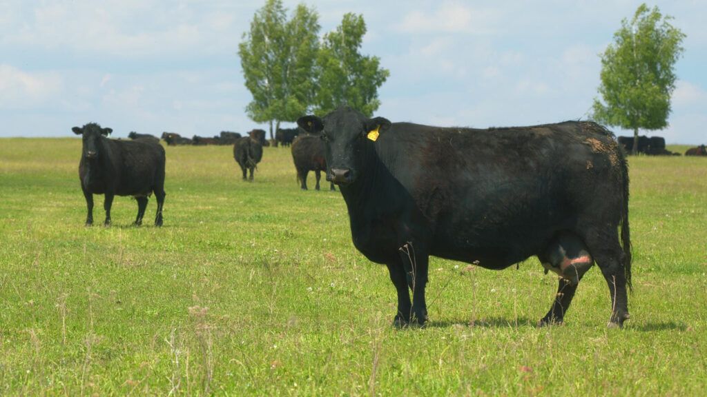 le bœuf angus est le plus populaire au monde