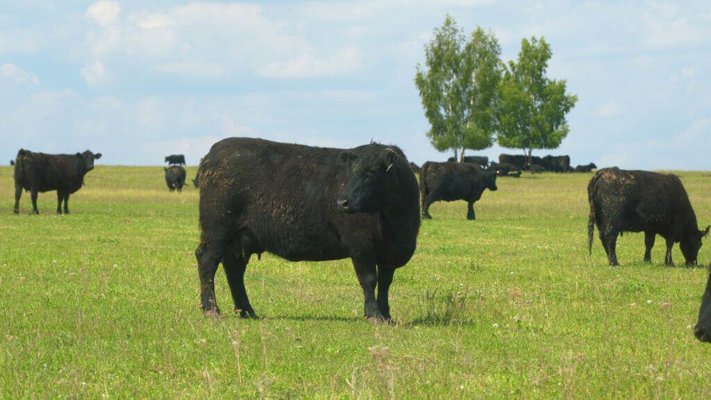 Carne Angus: a mais popular do mundo 1 Vaca da raça Black Angus a pastar, carne premium maturada Aurocha 2