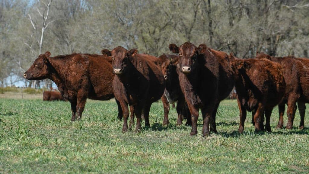 Carne Angus: a mais popular do mundo 2 vaca da raça Angus